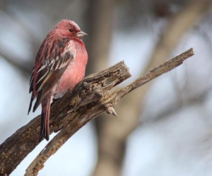 Бужмар (Ягаан бужмар)
